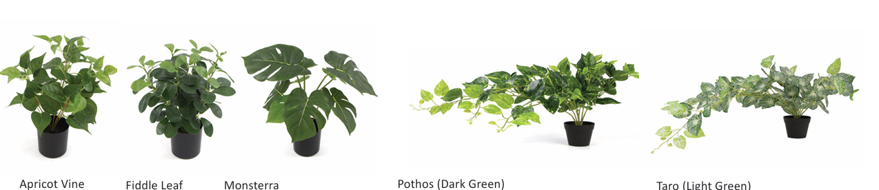 DD_Plant_Options-19.png