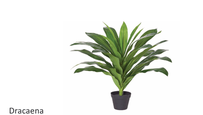 dd_Dracaena_Plant-19.png